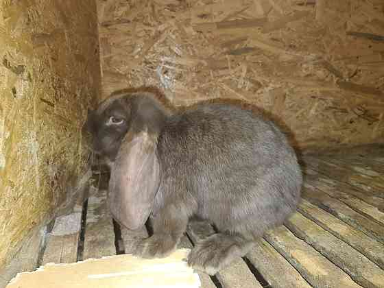 Кролики великаны французский баран. Возраст 4 месяца самки Алматы