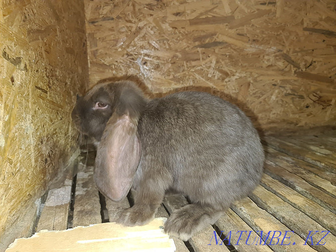 Кролики великаны французский баран. Возраст 4 месяца самки Алматы - изображение 1