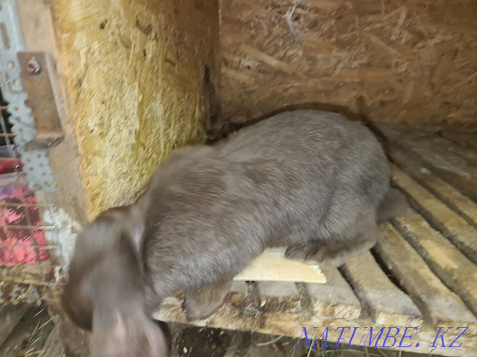 Rabbits giants French ram. Age 4 months female Almaty - photo 2