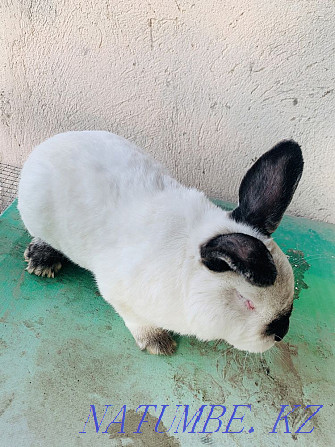 Rabbit, 1 yerkek 1 ?r?ashy 3 balasymen wholesale 25000 tenge Shymkent - photo 1