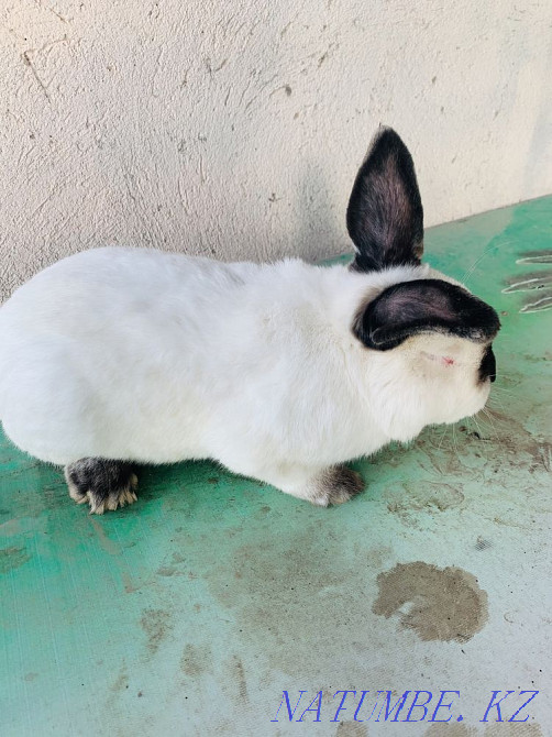 Rabbit, 1 yerkek 1 ?r?ashy 3 balasymen wholesale 25000 tenge Shymkent - photo 2