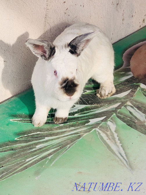 Rabbit, 1 yerkek 1 ?r?ashy 3 balasymen wholesale 25000 tenge Shymkent - photo 4
