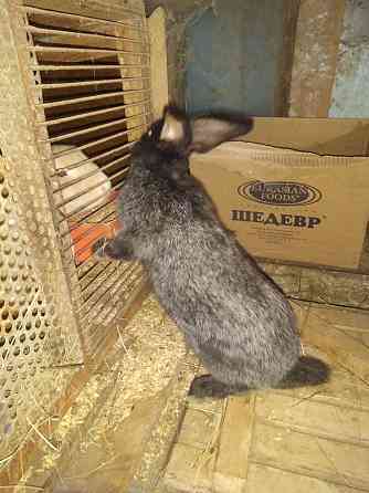 Продажа кроликов  Орал