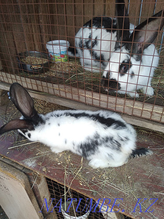 Sale of rabbits Oral - photo 1