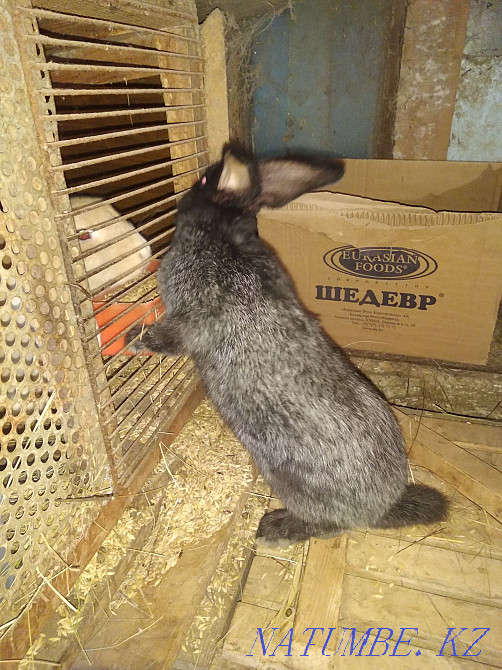 Sale of rabbits Oral - photo 2