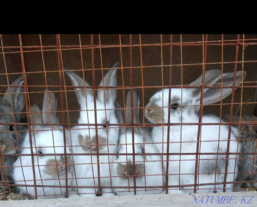 Sale of rabbits Oral - photo 3
