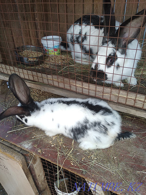Sale of rabbits Oral - photo 1