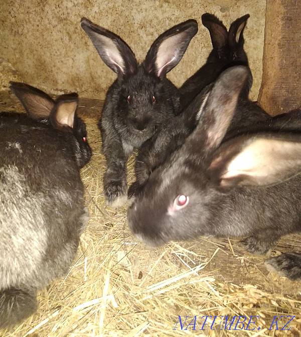 Sale of rabbits Oral - photo 4