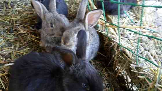 Кролики домашние Уштобе