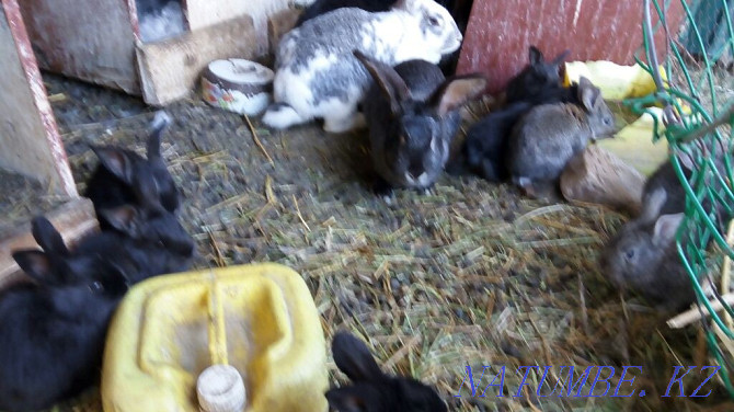 Кролики домашние Уштобе - изображение 1