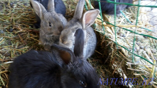 Кролики домашние Уштобе - изображение 2