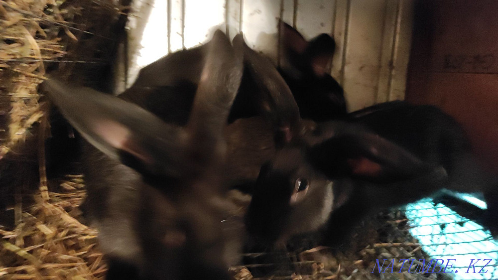 Selling rabbits. Kostanay - photo 4