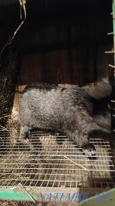 Selling rabbits. Kostanay - photo 3