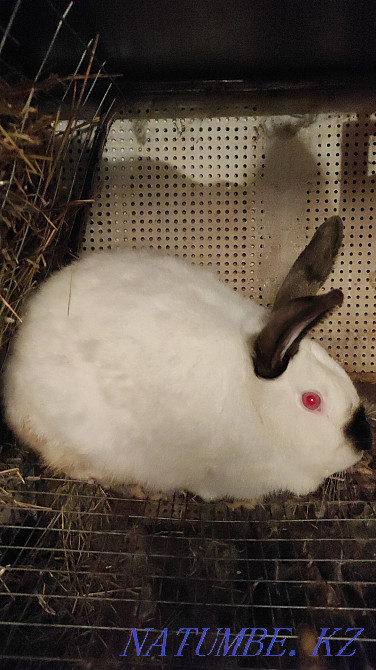 Selling rabbits. Kostanay - photo 1