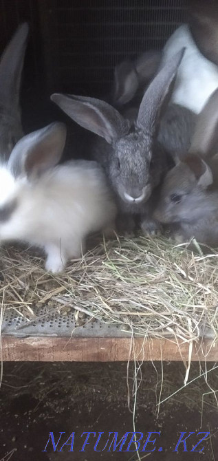 Selling rabbits... Kostanay - photo 2