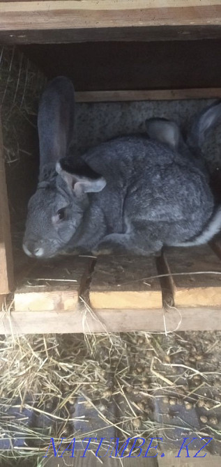 Selling rabbits... Kostanay - photo 4