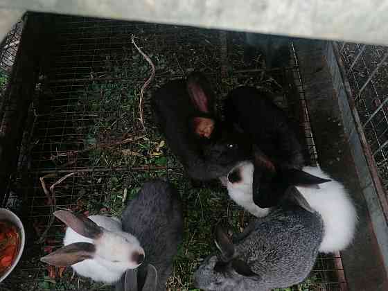 Продам кроликов находяться в согре  Өскемен