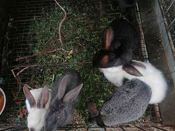 Продам кроликов находяться в согре  Өскемен