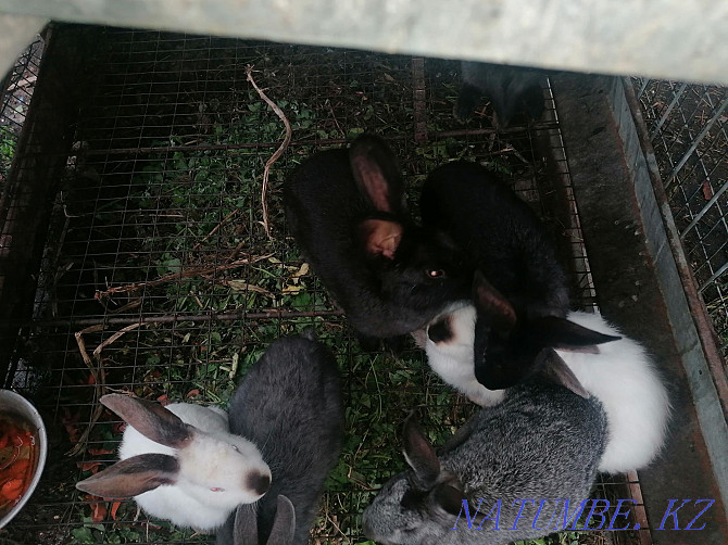 Продам кроликов находяться в согре Усть-Каменогорск - изображение 2