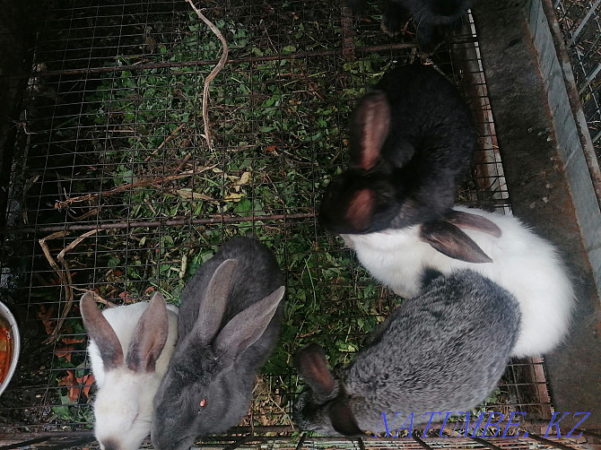 I will sell rabbits to be warm Ust-Kamenogorsk - photo 1