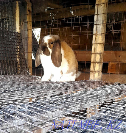 Кролики разной породы. Караганда - изображение 2