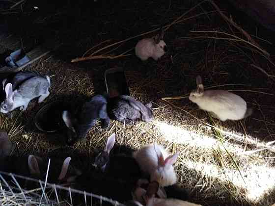 Кролики оптом от 3мес. Pavlodar