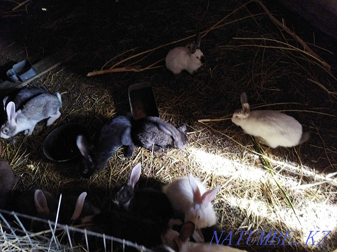 Кролики оптом от 3мес. Павлодар - изображение 1