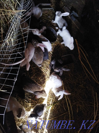 Кролики оптом от 3мес. Павлодар - изображение 3