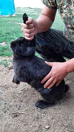 Продаются кролики Усть-Каменогорск