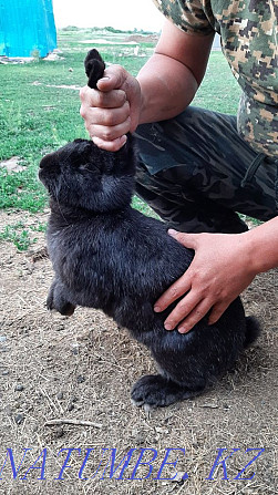 Продаются кролики Усть-Каменогорск - изображение 1