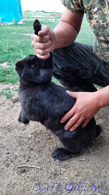 rabbits for sale Ust-Kamenogorsk - photo 1