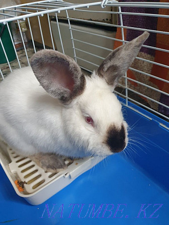 domestic rabbit for sale Rudnyy - photo 1