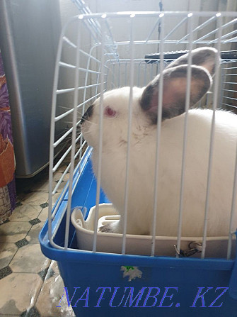 domestic rabbit for sale Rudnyy - photo 4