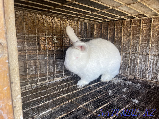 Кролик Крол Белый Алматы - изображение 1