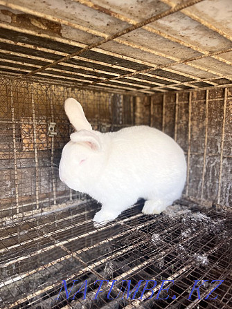 Кролик Крол Белый Алматы - изображение 2