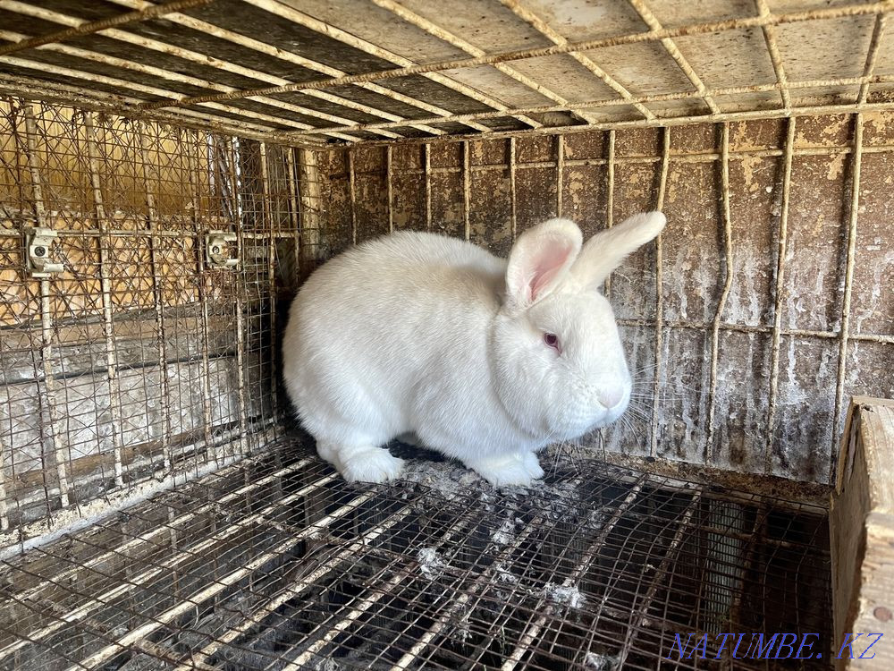 Қоян Қоян Ақ  Алматы - изображение 4