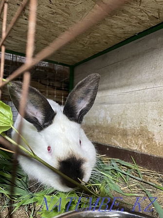 Rabbits of the Californian breed Kostanay - photo 3