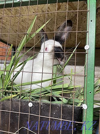 Rabbits of the Californian breed Kostanay - photo 2