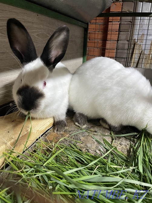 Rabbits of the Californian breed Kostanay - photo 4