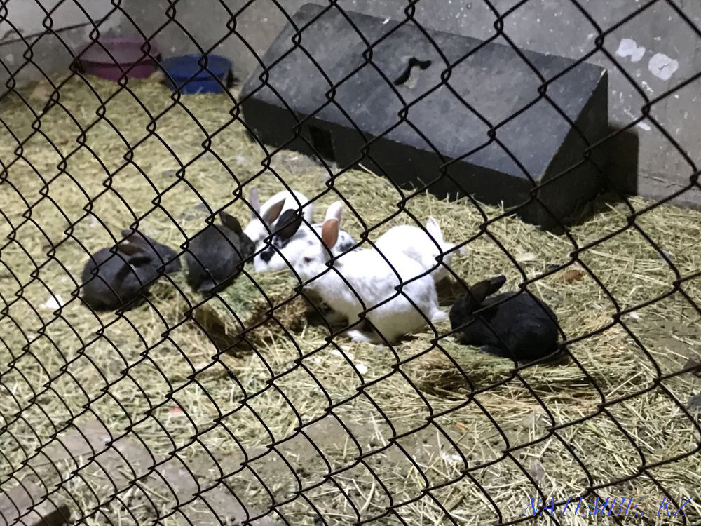 giant rabbits Kyzylorda - photo 3