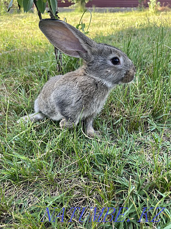 Продам кроликов Чапаево - изображение 2