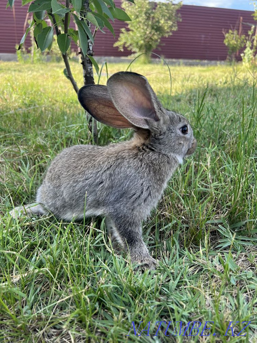 I will sell rabbits Чапаево - photo 3