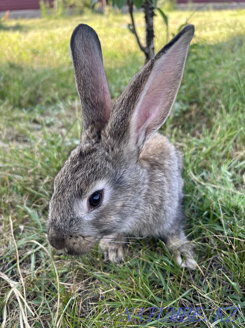 I will sell rabbits Чапаево - photo 1