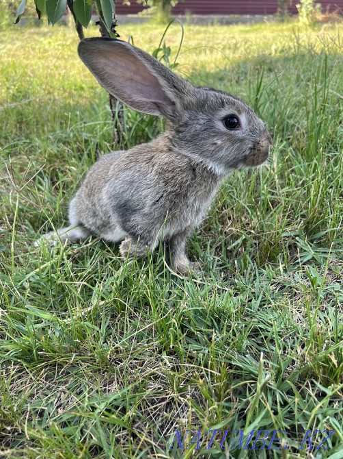 I will sell rabbits Чапаево - photo 2