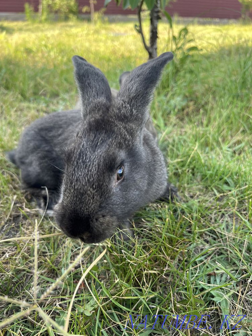 I will sell rabbits Чапаево - photo 4
