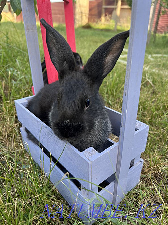 I will sell rabbits of breed Poltava silver Чапаево - photo 1