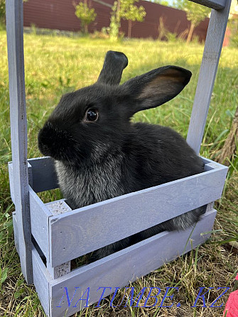 Продам кроликов породы полтавское серебро Чапаево - изображение 2