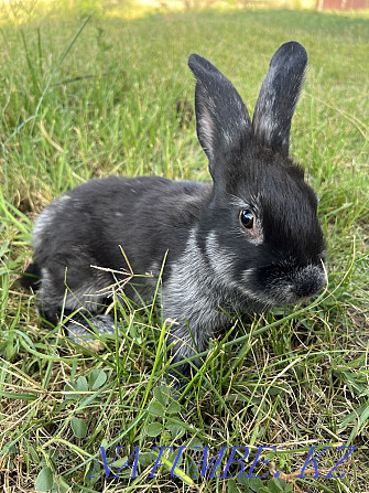 I will sell rabbits of breed Poltava silver Чапаево - photo 4