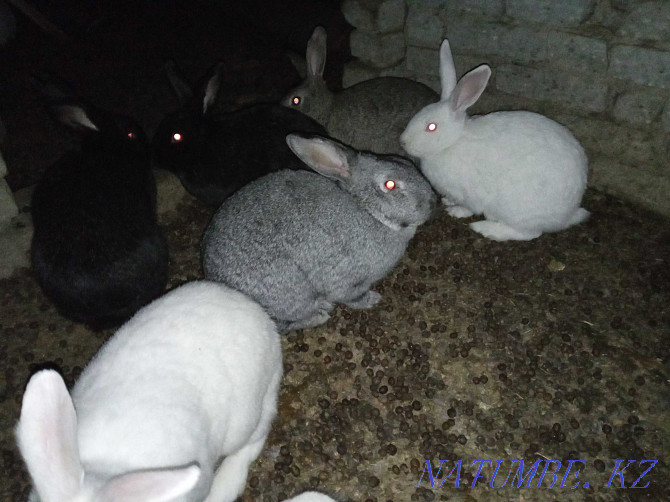 Selling rabbits. Kostanay - photo 4