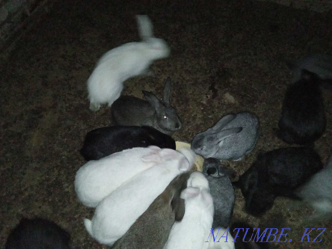 Selling rabbits. Kostanay - photo 1